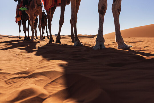 Low view of the camels' legs in a row during a desert tour.
