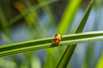 Tiny orange bug on blade of grass at the pond against blurry background