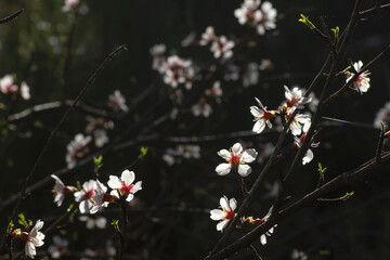 Almond tree blooming flowers