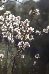 Almond tree blooming flowers