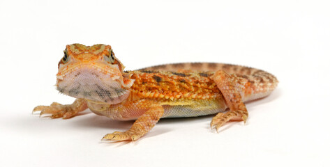 Naklejka premium Bearded dragon // Bartagame (Pogona vitticeps) - Hypo Trans Cawley Super Red