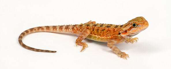 Bearded dragon // Bartagame (Pogona vitticeps) - Hypo Trans Cawley Super Red