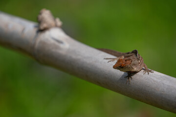 The brown anole (Anolis sagrei)