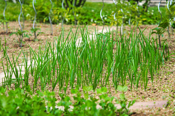 green garden spring fruits vegetables,flowers
