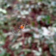 spider on a web