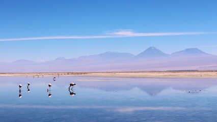 Exotic landscape view of Pink Flamingos on Laguna Chaxa at Los Flamencos National Reserve, Atacama, Chile.