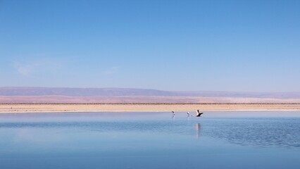 View of Laguna Chaxa with Andean Pink flamingos, Atacama, Chile.
