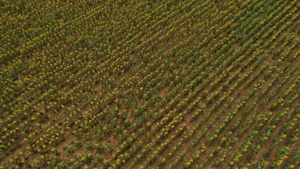 Field of sunflowers. Aerial view of agricultural fields flowering oilseed. Top view.