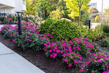 Beautiful plants and flowers near residential house in Ottawa, Canada in summer . Landscape near apartment building on a sunny day - obrazy, fototapety, plakaty