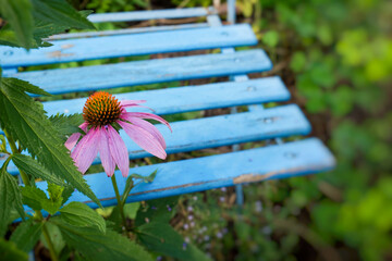 Flower with blue chair in garden