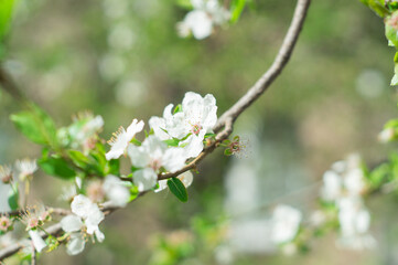 Springtime. Spring blossom background. Beautiful nature scene with blooming tree. Spring flowers. Abstract blurred background. Springtime.