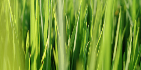 green grass background