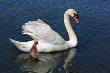 Mute swan  with reflection
