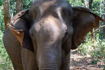 Elefante asiático en un santuario de elefantes rescatados en Mondulkiri, Camboya. Tras la prohibición de su uso para pasear turistas muchos de estos animales fueron acogidos por centros de rescate. © Hernán J. Martín