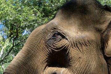 Naklejka premium Elefante asiático en un santuario de elefantes rescatados en Mondulkiri, Camboya. Tras la prohibición de su uso para pasear turistas muchos de estos animales fueron acogidos por centros de rescate.