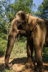 Fototapeta na wymiar Elefante asiático en un santuario de elefantes rescatados en Mondulkiri, Camboya. Elefante rescatado protegiéndose del calor a la sombra de unos árboles.