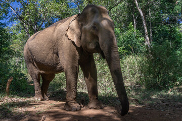 Fototapeta na wymiar Elefante asiático en un santuario de elefantes rescatados en Mondulkiri, Camboya. Tras la prohibición de su uso para pasear turistas muchos de estos animales fueron acogidos por centros de rescate.