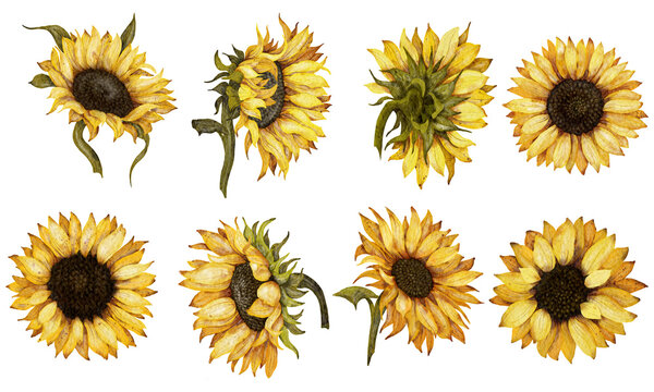 Watercolor hand drawn illustration. Sunflower illustration. Yellow flowers drawing