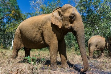 Elefante asiático en un santuario de elefantes rescatados en Mondulkiri, Camboya. Tras la prohibición de su uso para pasear turistas muchos de estos animales fueron acogidos por centros de rescate. - obrazy, fototapety, plakaty