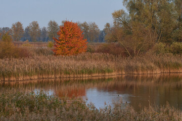 Linum im Herbst