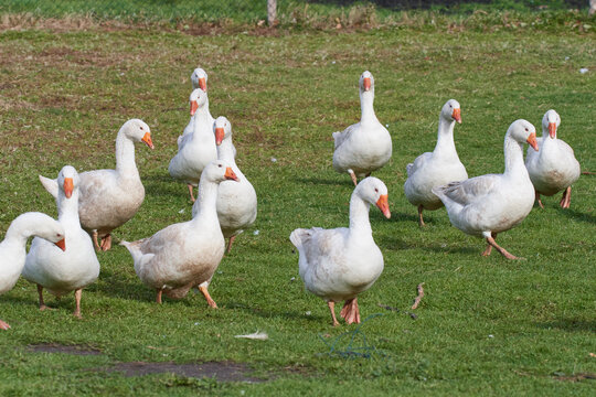 Emder Gans auf einem Bauernhof	
