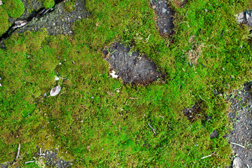 Green moss grows on gray asphalt, road moss on the old road