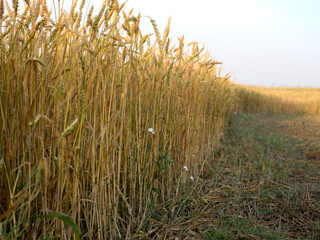 Wheatfield in the early morning, bright gold