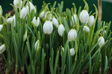 Obraz na płótnie Canvas Snowdrops, the first flower growing in the garden in January. Beautiful delicate white winter flowering plants are a known as sign of Spring.