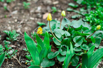 Yellow flowers bloom in the flower bed in spring, spring flowers in full bloom from root to flower