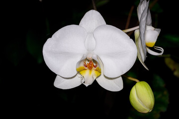 Naklejka na ściany i meble Orquídea branca 1