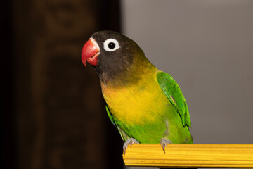 Agaponis personata 1