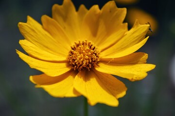 yellow flower