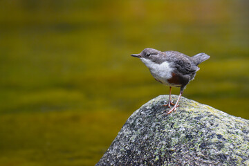 White-throated dipper on a rock in water - European dipper, Cinclus cinclus