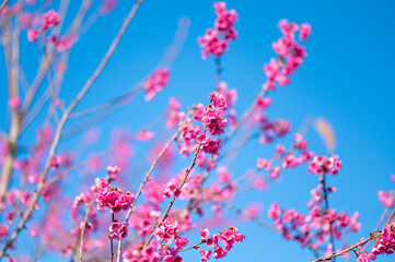 Fototapeta na wymiar Sakura flower with blue sky as for spring background.