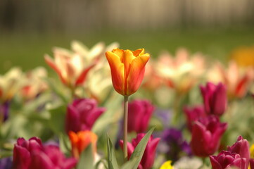 Red and yellow tulips. 