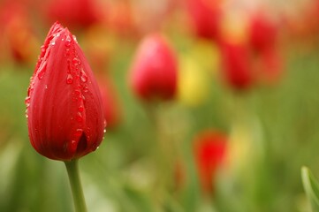Obraz premium Red tulips in the garden. 