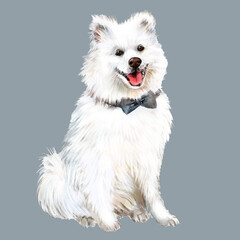 Watercolor illustration Samoyed dog, white fluffy dog, pet, friend, dog, dog portrait 