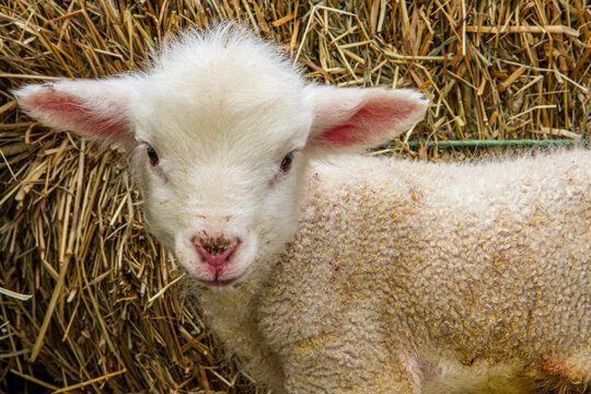 A newborn merino lamb
