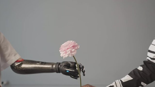Midsection slowmo shot of unrecognizable woman taking beautiful pink flower with her bionic arm handed by unrecognizable African-American man at gray background