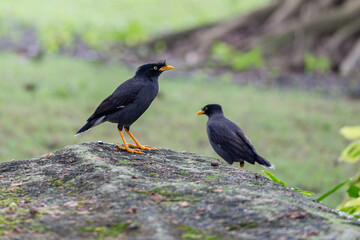 Javan Myna common but characteristic bird