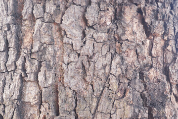 tree bark texture background photo copy space