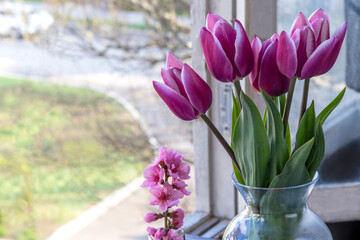 Spring bouquet of purple tulips on an open window. Purple petals with white border. Next to twig of flowering almonds