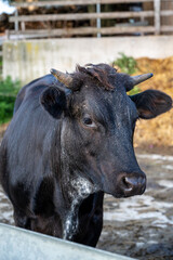 A vertical shot of a cow in a farm during the day