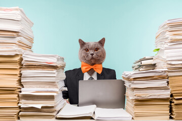 Abstract modern collage. The man with the head of funny cat with orange bow-tie male accountant or...