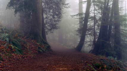 Misty BC urban forest trail in winter. © Andrew