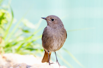 Female Black redstart (Phoenicurus ochruros) perched on a rock next to a stream with a dark background
