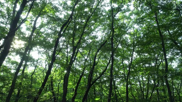 クヌギ林をローアングルからの木洩れ日。固定撮影。環境音あり、蝉しぐれ音