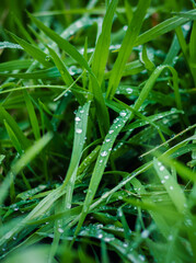 grass with dew drops
