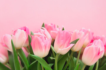 Obraz premium Beautiful bouquet of pink tulips. Soft focus. Greeting card for Women's Day. 