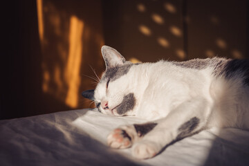 cat sleeping on the bed